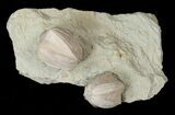 Multiple Blastoid (Pentremites) Plate - Illinois #15284-1